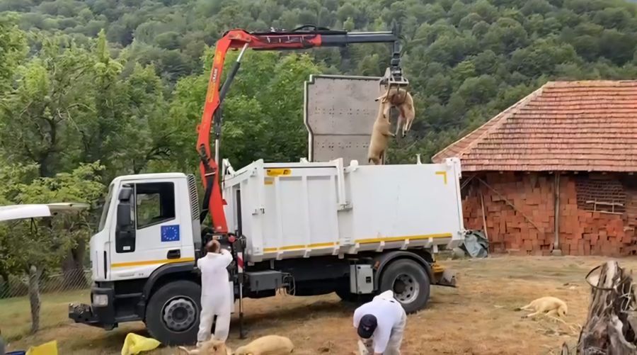 Image for Potvrđena bolest plavog jezika