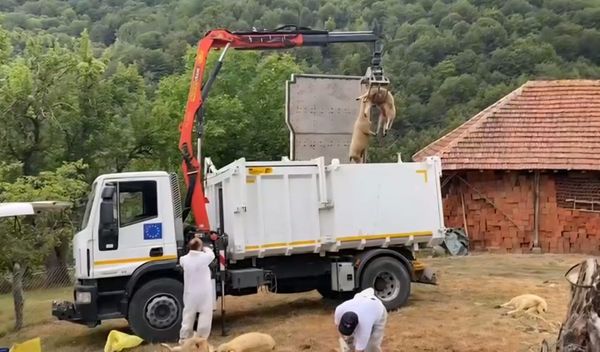 Image for Potvrđena bolest plavog jezika