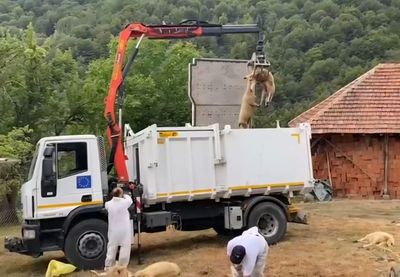 Image for Potvrđena bolest plavog jezika