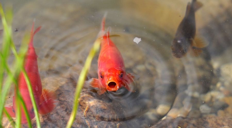 FoNet/ picture alliance / dpa