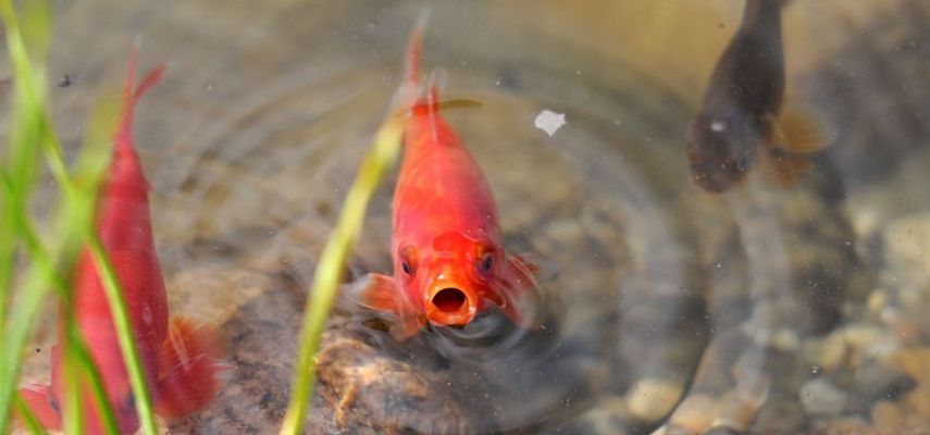 FoNet/ picture alliance / dpa