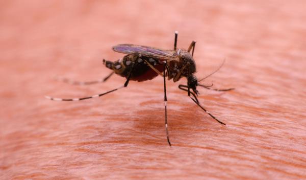 Image for Komarci prenose groznicu Zapadnog Nila