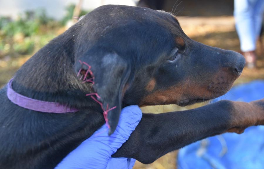 Image for Zlostavljanje pasa