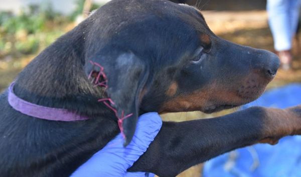 Image for Zlostavljanje pasa