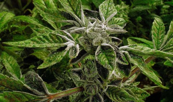 Marihuana prebačena iz 1. u 3. klasu