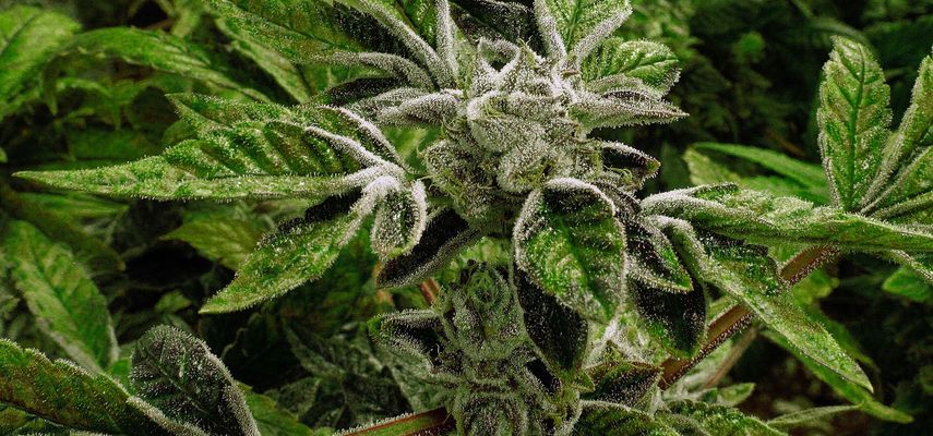 Marihuana prebačena iz 1. u 3. klasu