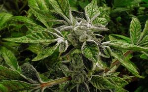 Marihuana prebačena iz 1. u 3. klasu