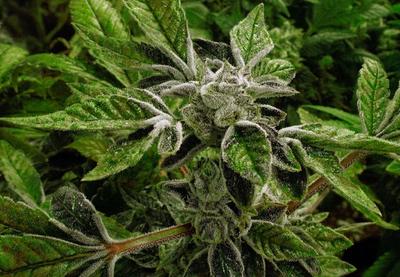 Marihuana prebačena iz 1. u 3. klasu