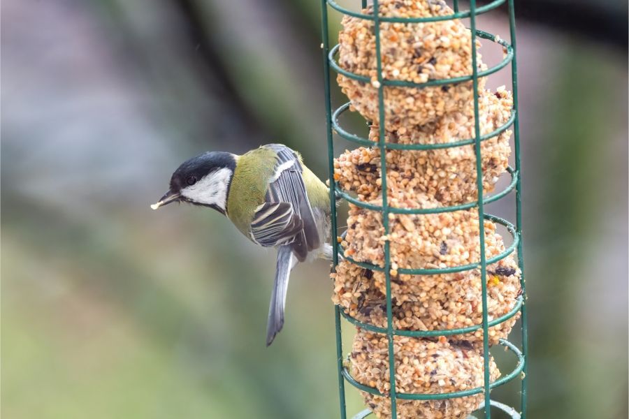 Image for Ptice kao lek za stres