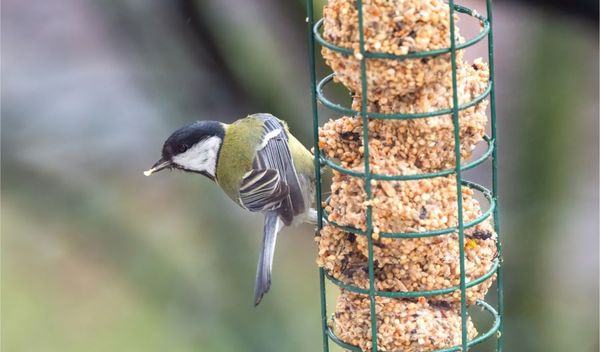 Image for Ptice kao lek za stres