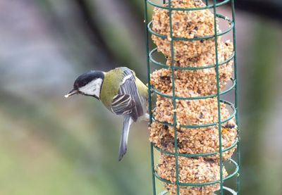 Image for Ptice kao lek za stres