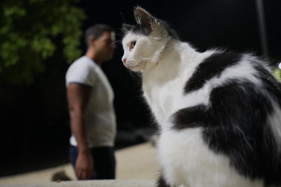 Image for Ljubimac kao prtljag