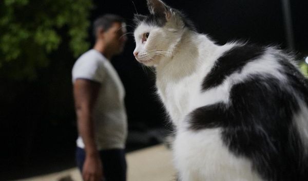 Image for Ljubimac kao prtljag