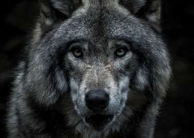 Image for Godina vuka: mirna spolja, opasna iznutra