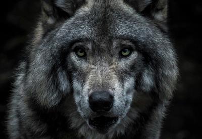 Image for Godina vuka: mirna spolja, opasna iznutra