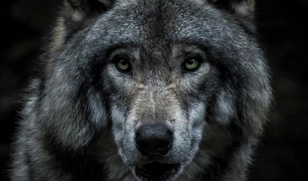 Image for Godina vuka: mirna spolja, opasna iznutra