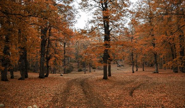 Image for Danas oblačno i uglavnom suvo, do 10 stepeni
