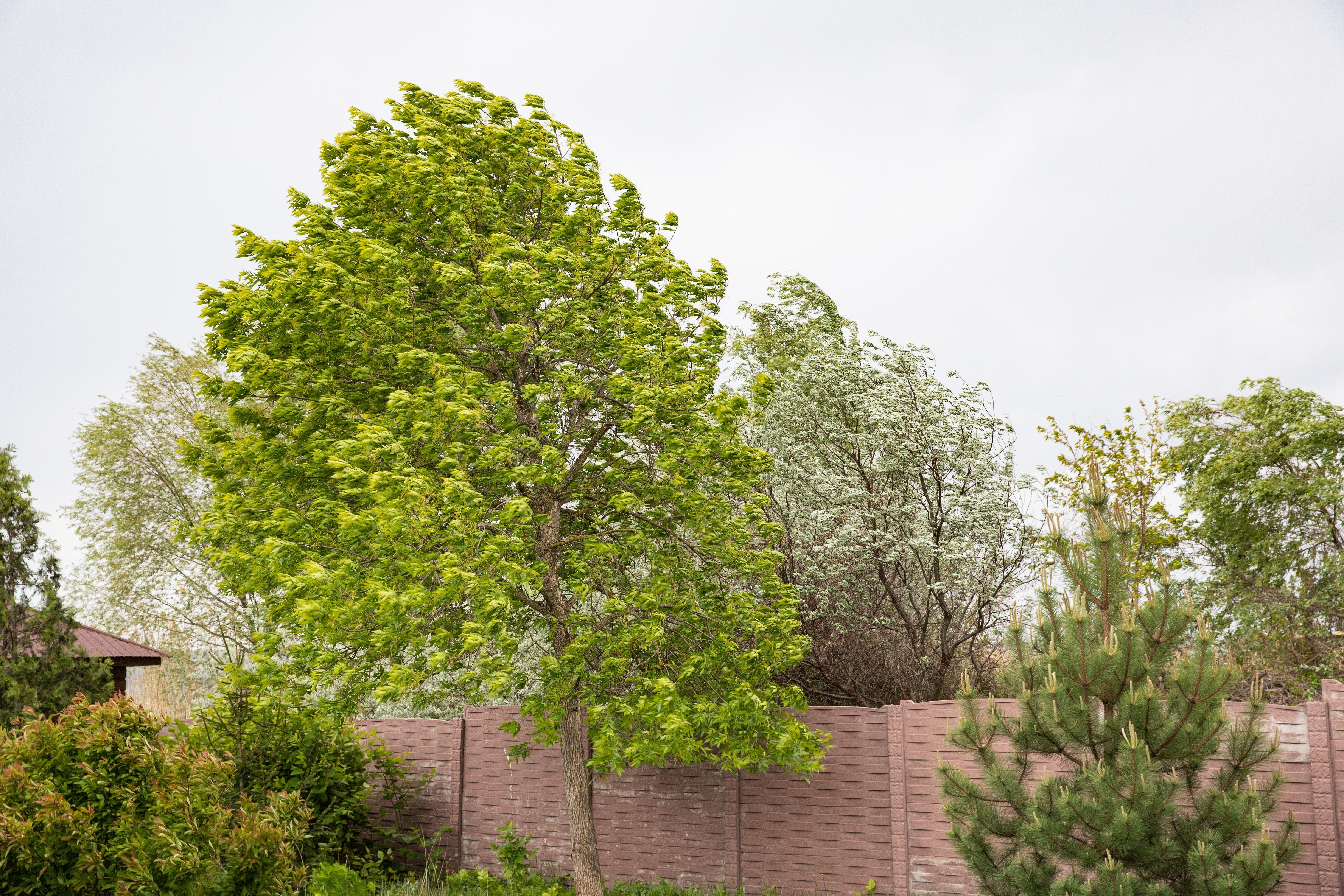 Image for Vreme danas: Vetar u Vojvodini i u brdskim predelima