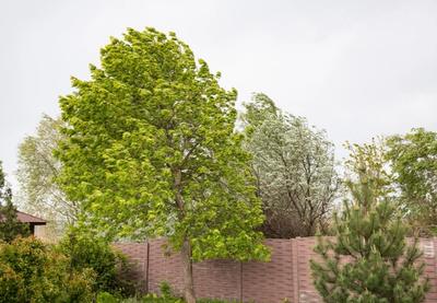 Image for Vreme danas: Vetar u Vojvodini i u brdskim predelima