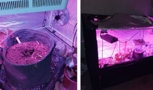 Image for Mini-laboratorija za marihuanu