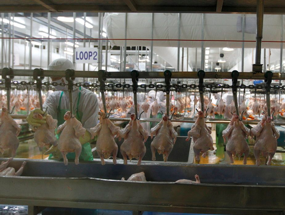 Prema podacima FAO-a, godišnja ponuda živinskog mesa povećana je sa manje od tri kilograma po osobi 1961. godine na 17 kilograma u 2022. godini