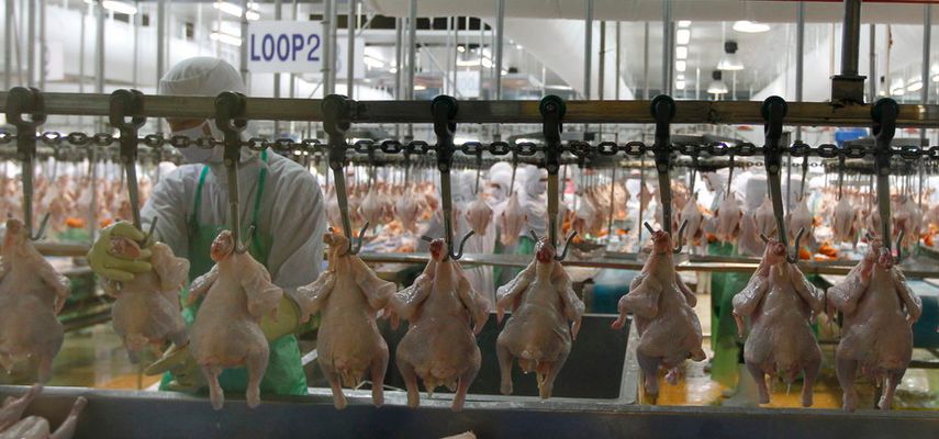 Prema podacima FAO-a, godišnja ponuda živinskog mesa povećana je sa manje od tri kilograma po osobi 1961. godine na 17 kilograma u 2022. godini