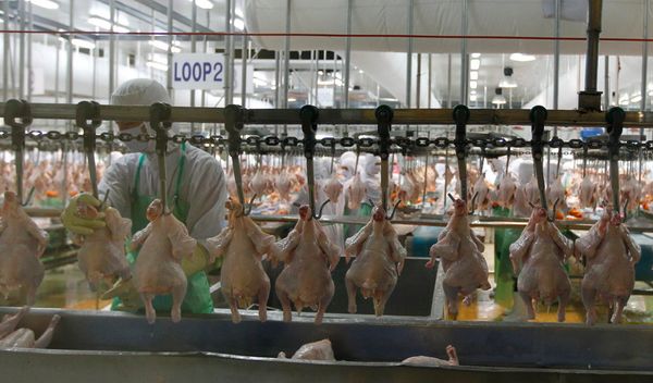 Prema podacima FAO-a, godišnja ponuda živinskog mesa povećana je sa manje od tri kilograma po osobi 1961. godine na 17 kilograma u 2022. godini