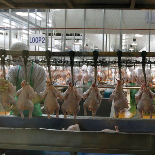 Prema podacima FAO-a, godišnja ponuda živinskog mesa povećana je sa manje od tri kilograma po osobi 1961. godine na 17 kilograma u 2022. godini