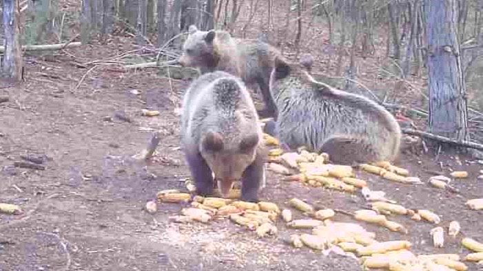 Image for Medvedi su napast