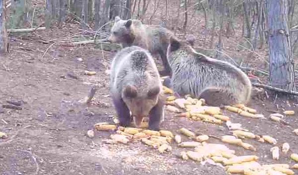 Image for Medvedi su napast