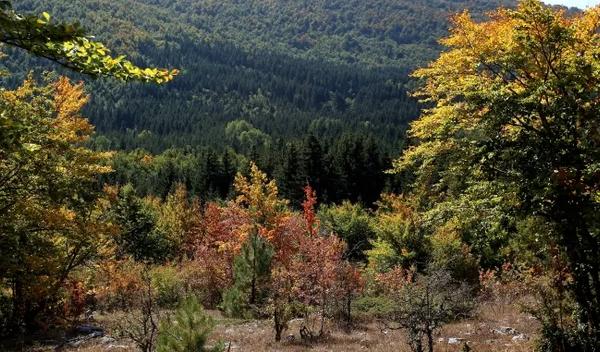 Image for U Francuskoj dirljivo opraštanje od para pandi koje se vraćaju u Kinu
