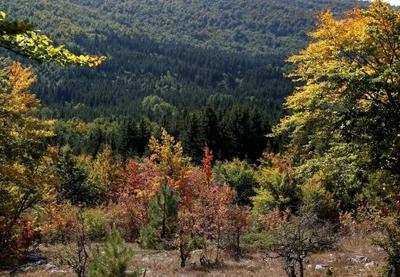 Image for U Francuskoj dirljivo opraštanje od para pandi koje se vraćaju u Kinu