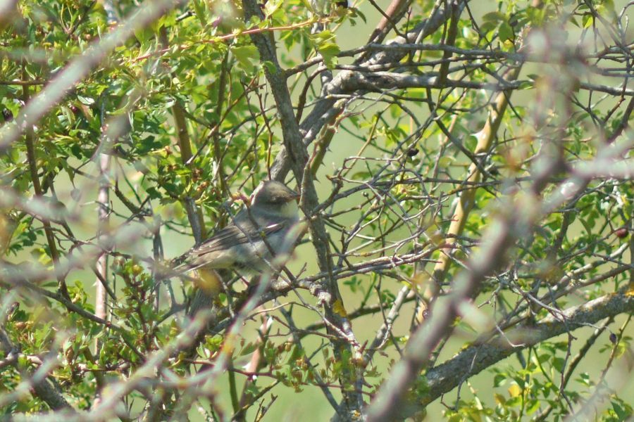 Image for Nova ptica u Srbiji