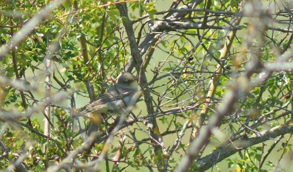 Image for Nova ptica u Srbiji