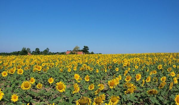 Image for Podsticaji u poljoprivredi