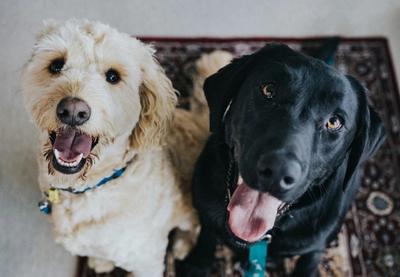 Image for Nov zakon o hrani za životinje