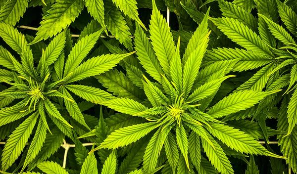 Image for U BIH usvojena odluka o legalizaciji kanabisa u medicinske svrhe