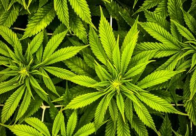 Image for U BIH usvojena odluka o legalizaciji kanabisa u medicinske svrhe