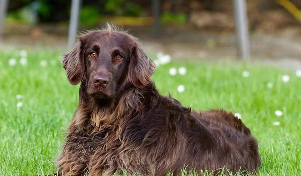 Image for Policija kod Regensburga zatvorila autoput da bi spasila povređenog psa