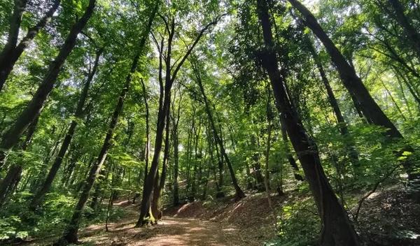 Image for Krčenje šuma u brazilskom delu Amazonije opalo za 11 odsto u odnosu na prethodnu godinu