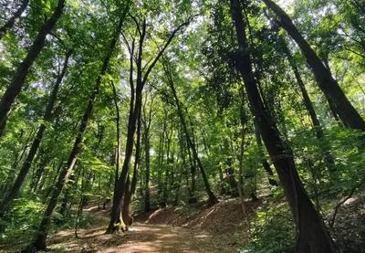 Image for Krčenje šuma u brazilskom delu Amazonije opalo za 11 odsto u odnosu na prethodnu godinu