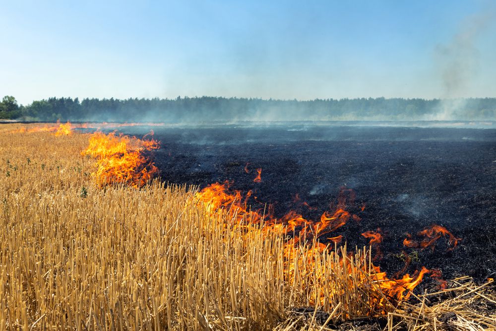 Image for Paljenje strnjike najrizičnije na pravcu Sremska Mitrovica - Kuzmin