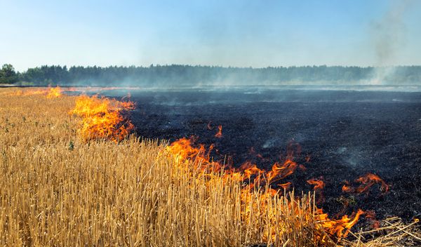 Image for Paljenje strnjike najrizičnije na pravcu Sremska Mitrovica - Kuzmin