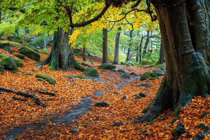 Srednja oktobarska temperatura imaće vrednosti u intervalu od 11 do 15 stepeni, a u planinskim predelima od 6 do 10 stepeni