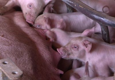 U Osječko-baranjskoj županiji, u Opštini Viljevo, registrovan je virus afričke svinjske kuge
