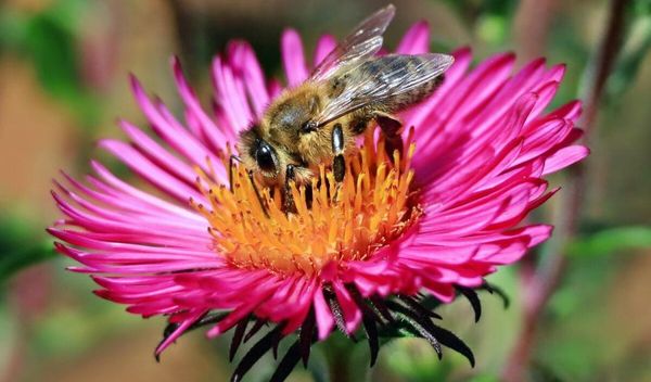 Image for Pad bioraznovrsnosti