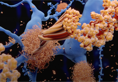 Image for Kada mozak ne stari?