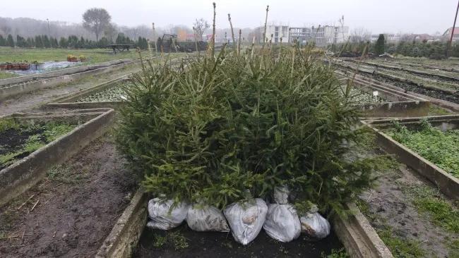 Image for Apel Zelenila-Beograd da se za Novu godinu i Božić kupuju jelke sa busenom