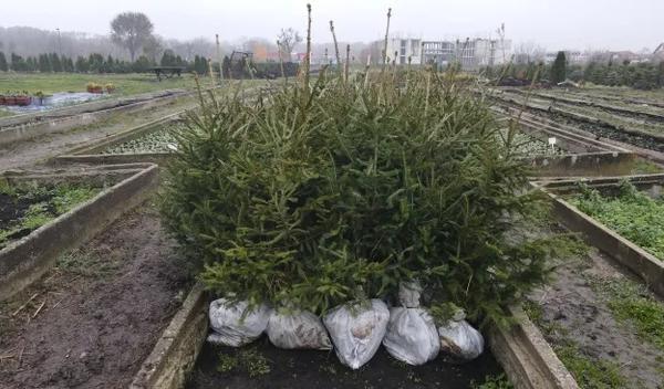 Image for Apel Zelenila-Beograd da se za Novu godinu i Božić kupuju jelke sa busenom