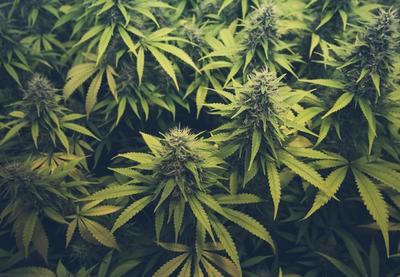 Image for U centru Beograda zaplenjeno 2,6 kilograma marihuane